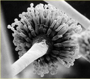 Kannapenészek (Aspergillus spp.)
