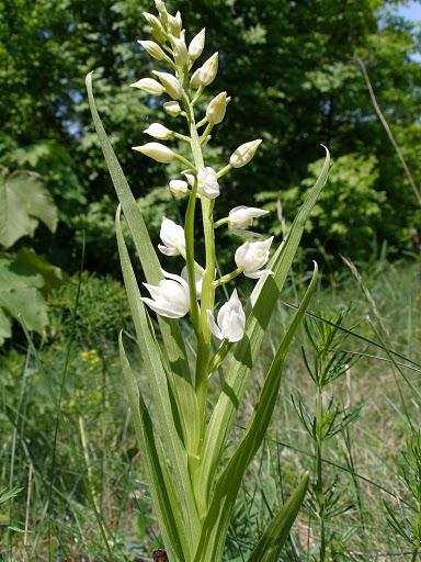 Kardos madársisak (Cephalanthera longifolia)