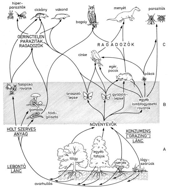 Food chains of oak forests in Europe