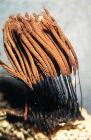 sporangium