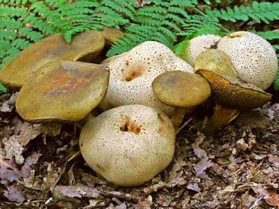 Élősdi tinórú, Pseudoboletus parasiticus