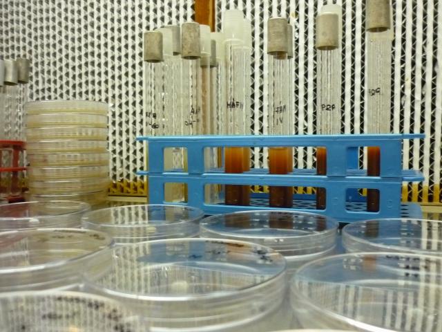 Aerobic heterotrophic cell counts in the red mud and in the red mud contaminated