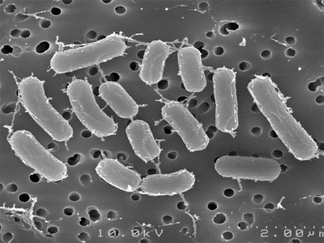 Lactobacillus rosell