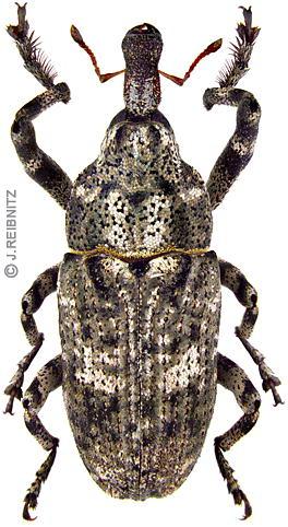 Laposorrú ormányosbogár