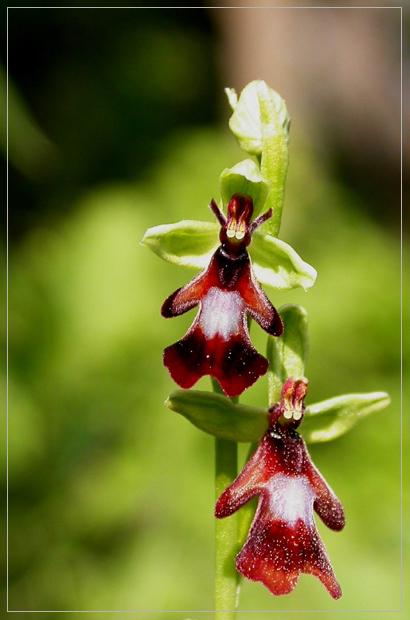 Légybangó (Ophrys insectifera)