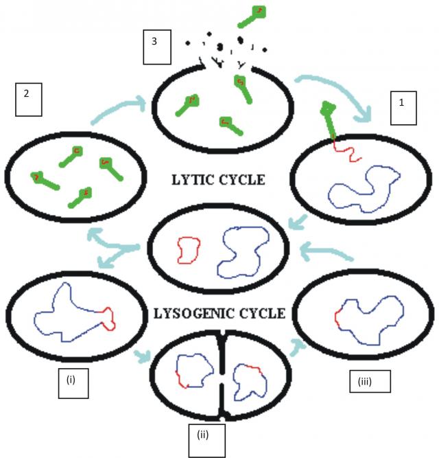 Viral reproduction