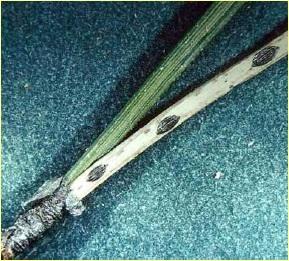 Lophodermium seditiosum