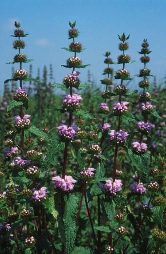 Macskahere (Phlomis tuberosa)