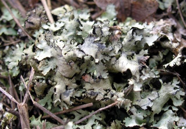 Magyar bodrány, Xanthoparmelia pseudohungarica