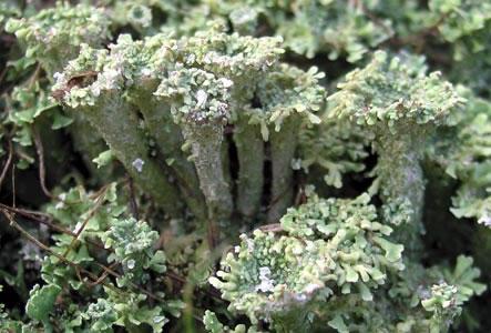 Magyar tölcsérzuzmó, Cladonia magyarica