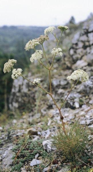 Magyar gurgolya (Seseli leucospermum)