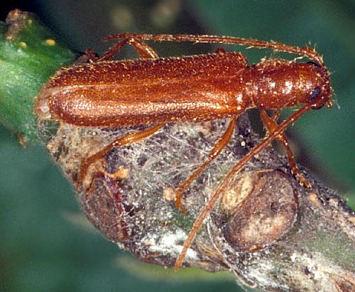Mandulacincér