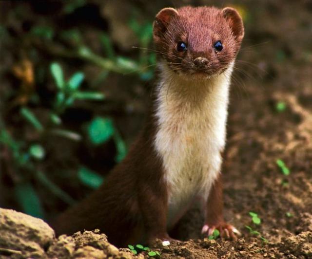 Mustela nivalis