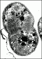 Methylomonas methanica