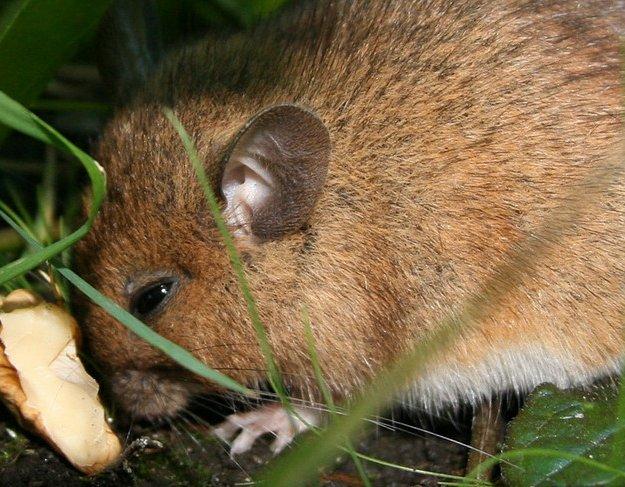 Field-mouse 