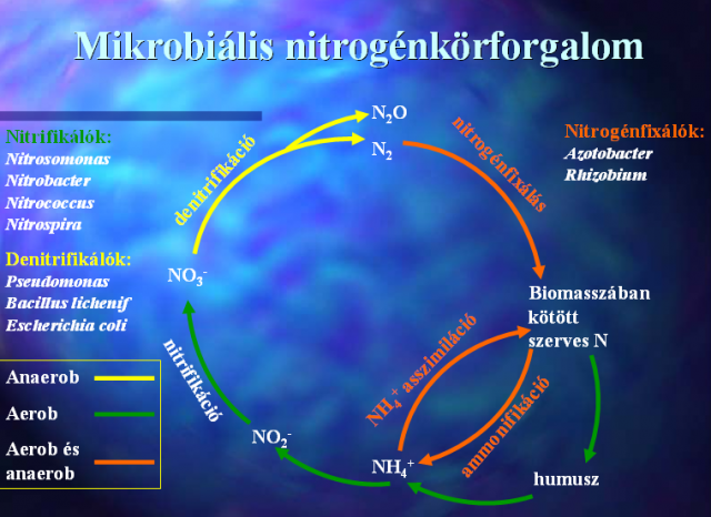 Nitrogénkörforgalom