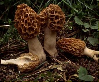 Ízletes kucsmagomba (Morchella esculenta)