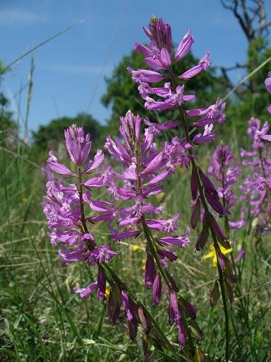 Nagy pacsirtafű (Polygala major)