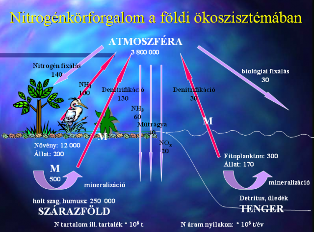 Nitrogénkörforgalom
