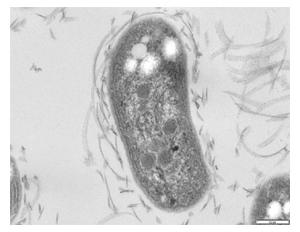 Nitrobacter winogradskyi 