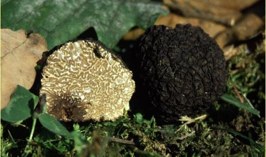 Nyári szarvasgomba (Tuber aestivum)