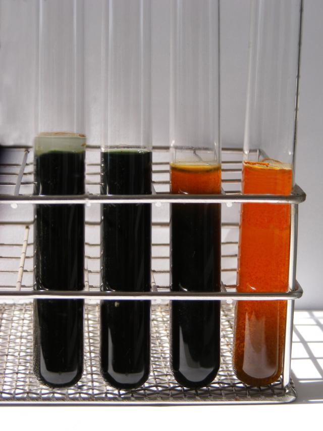 Aerob-anaerob (Oxidatív-fermentatív) teszt