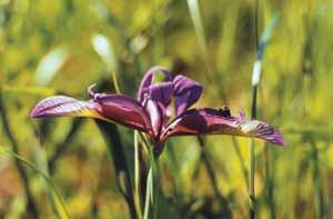 Pázsitos nőszirom (Iris graminea)