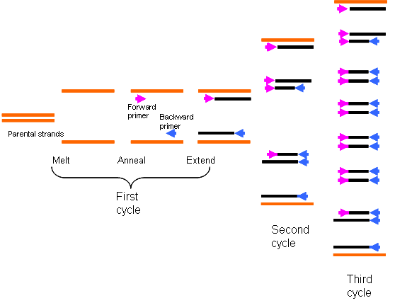 PCR