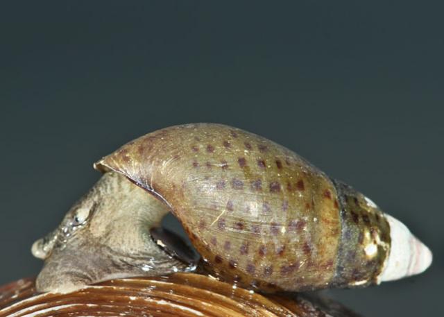Pettyescsiga