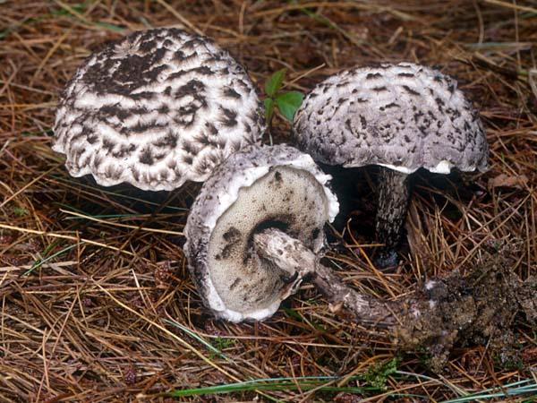 Pikkelyes tinóru, Strobilomyces strobilaceus