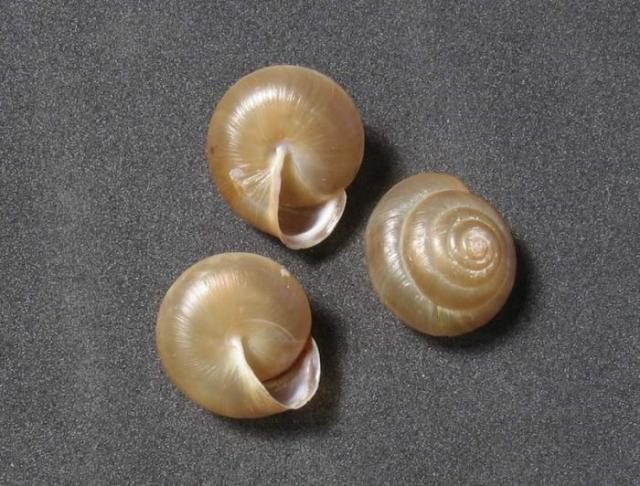 Pikkelyes csiga