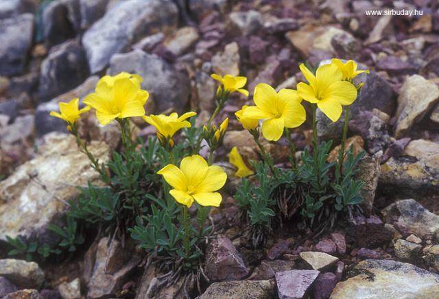 Pilisi len (linum dolomiticum)