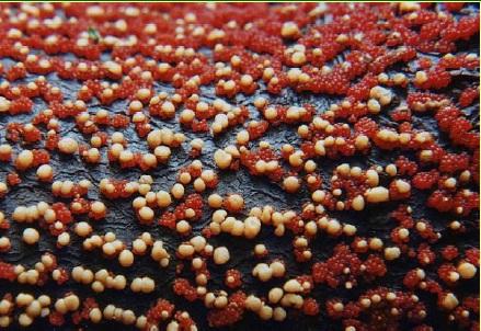 Piros héjbibircs (Nectria cinnabarina)
