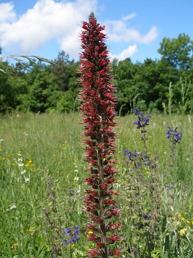 piros kígyószisz (Echium russicum /maculatum)