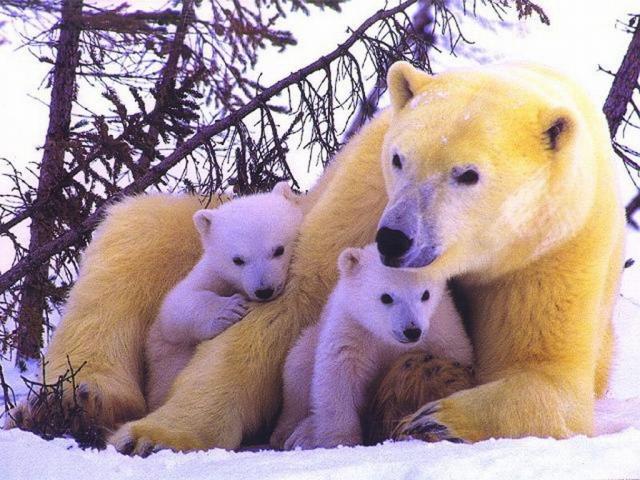 Polar bear and cubs