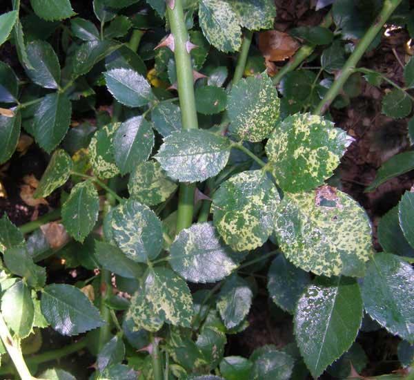 Rózsa-rozsda (Phragmidium mucronatum)