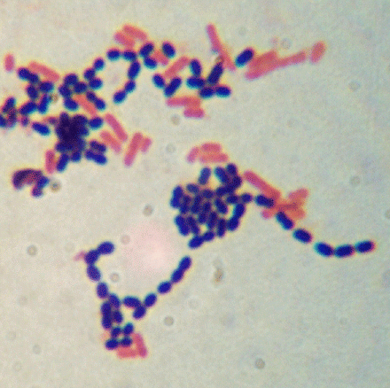 Gram-staining