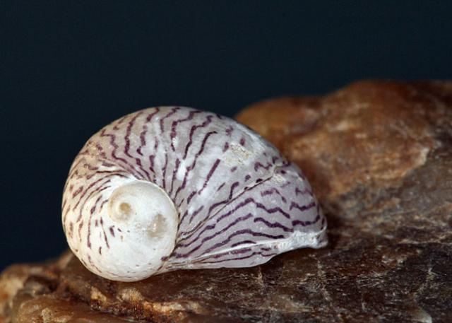 Rajzoscsiga