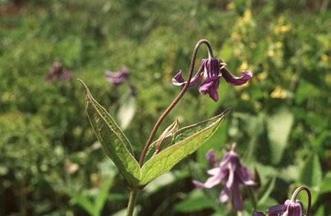 Réti iszalag (Clematis integrifolia, Ranunculaceae)