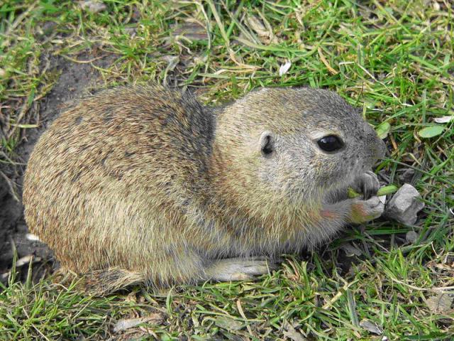 Squirrels (Spermophilus)