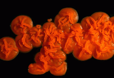 Rh. rubra