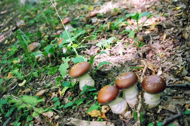 Óriás pókhálósgomba, Cortinarius praestans