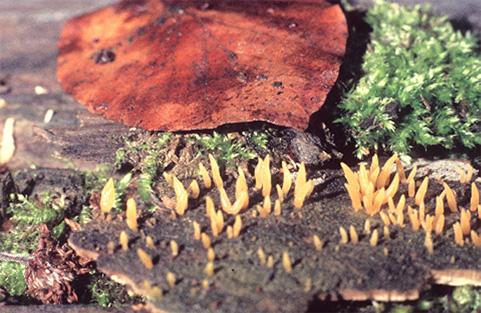 Dacryomycetales rend