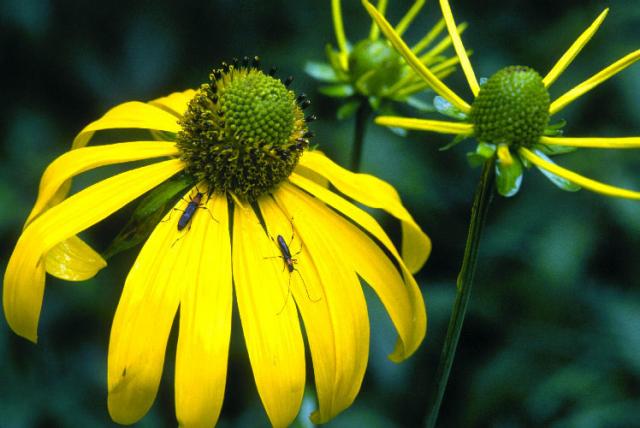 http://www.fs.fed.us/wildflowers/regions/southwestern/images/rudbeckia_laciniata