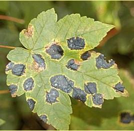 Rhytisma acerinum