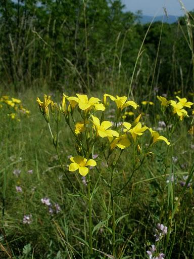 Sárga len (Linum flavum)