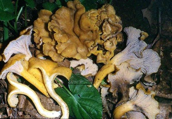 Sötétedőhúsú rókagomba, Cantharellus melanoxeros