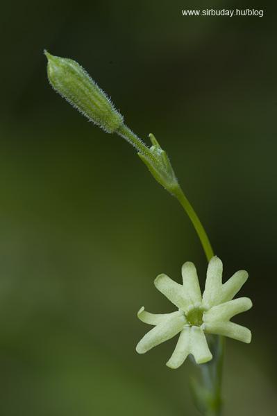 Sárgás habszegfű (Silene flavescens)