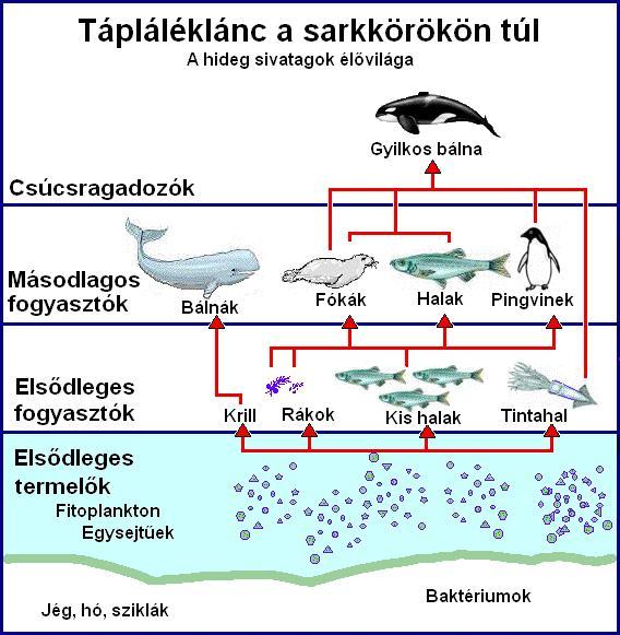 Tengeri tápláléklánc