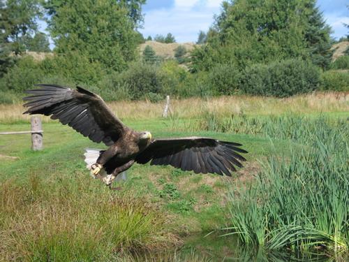 Kiskunsági Nemzeti Park: sas